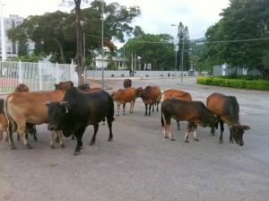 A herd in Sai Kung town