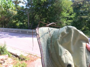 another cool stick insect