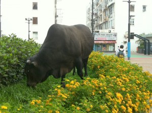 Eating the floral borders in Sai Kung