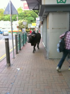 Strolling through Sai Kung town