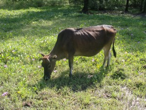 a morning graze at a small village