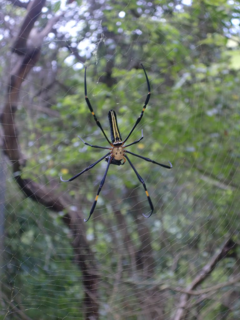 female golden orb having lunch