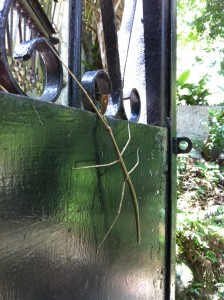 Side view of the stick insect - you can see how long he (she?) is