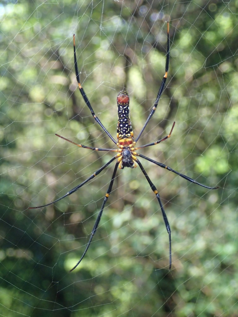 The underside of a female golden orb