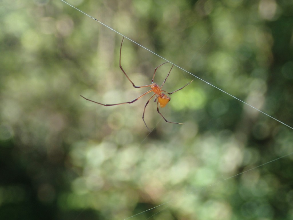 Male golden orb, at the edge of a female's web