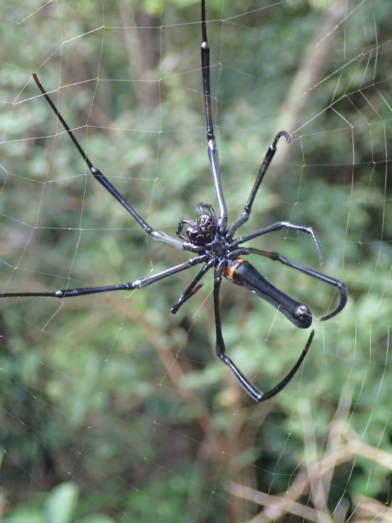  View of the underside of a spider spinning in action!