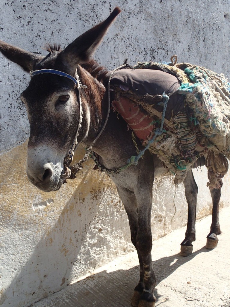 transport in the medina