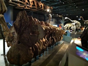 giant vertebrae - it's hard for me to fathom a creature with a neck this huge!