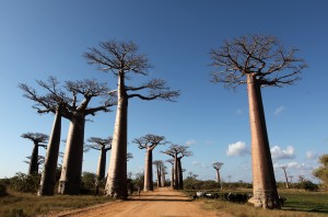 I would love to run alongside these trees. Even for a couple of minutes.